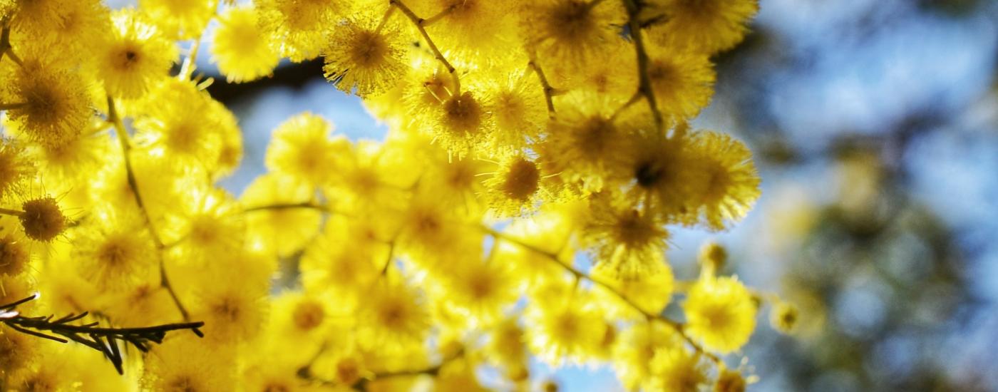 Wattle flowers in sunlight